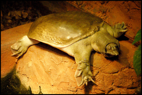 Wrocławskie ZOO