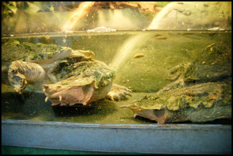 Wrocławskie ZOO