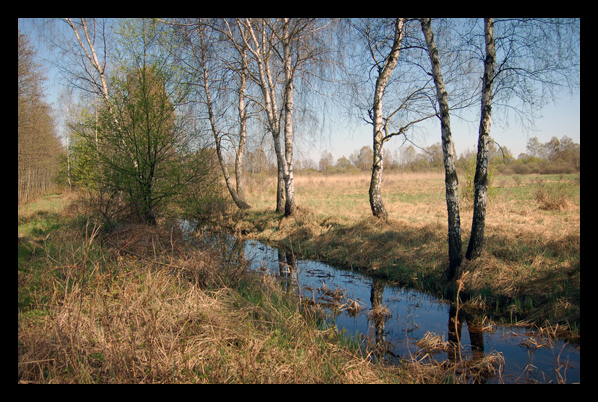 Puszcza Niepołomicka