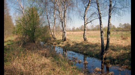 Puszcza Niepołomicka – Polska