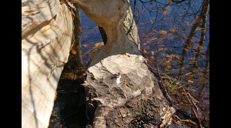 Puszcza Niepołomicka – Polska