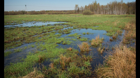 Puszcza Niepołomicka – Polska