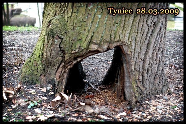 Tyniec - Wiosna