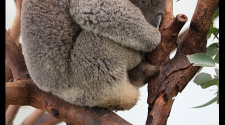 koala – Katoomba, Australia