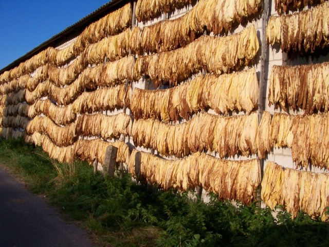 Tytoń 