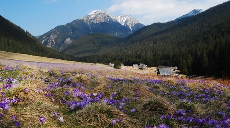 259529 - Dolina Chochołowska DOLINA CHOCHOŁOWSKA WIOSNA W TATRACH – Polska