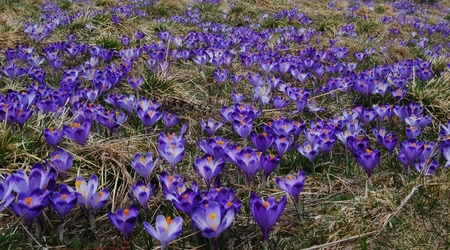 259530 - Dolina Chochołowska DOLINA CHOCHOŁOWSKA WIOSNA W TATRACH – Polska