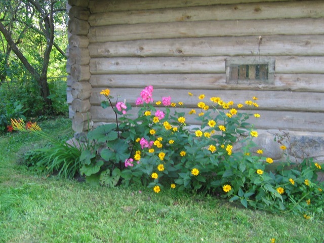 Dotinenai. Flowers at the farm