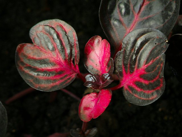 Oliwa 2010 - wiosna  w  Ogrodzie  Botanicznym