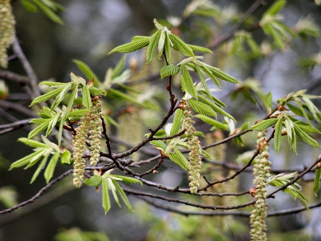 Oliwa 2010 - wiosna  w  Ogrodzie  Botanicznym
