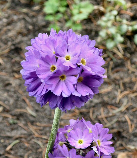 Oliwa 2010 - wiosna  w  Ogrodzie  Botanicznym