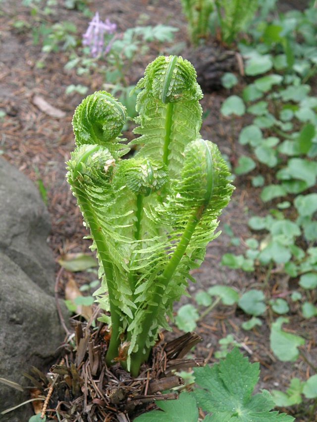 Oliwa 2010 - wiosna  w  Ogrodzie  Botanicznym