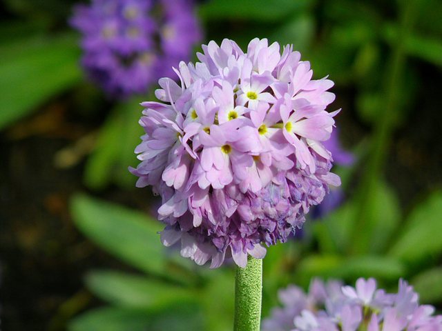 Oliwa 2010 - wiosna  w  Ogrodzie  Botanicznym