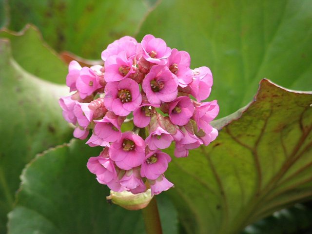 Oliwa 2010 - wiosna  w  Ogrodzie  Botanicznym