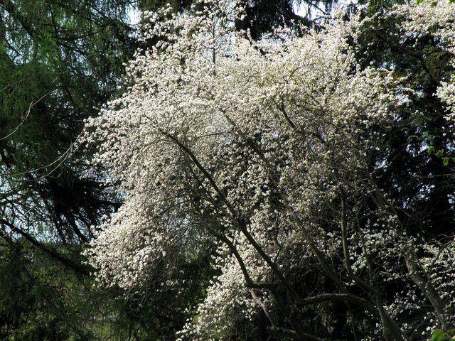 Oliwa 2010 - wiosna  w  Ogrodzie  Botanicznym