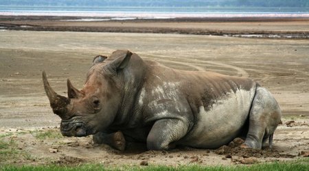 Nosorozec - Nakuru NP – Kenia