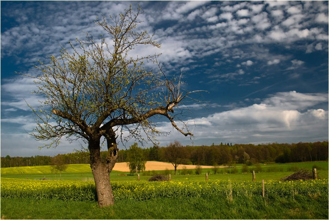 Zawidowskie klimaty wiosenne 