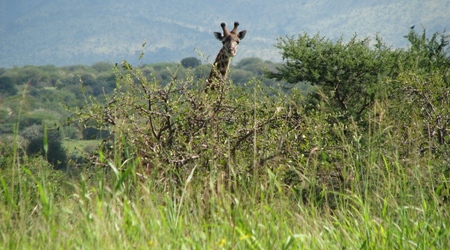 W drodze do Ngorongoro - żyrafa – Tanzania