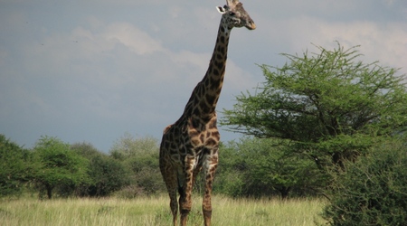 W drodze do Ngorongoro - żyrafa – Tanzania
