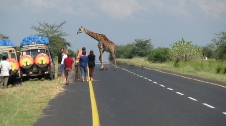 W drodze do Ngorongoro - żyrafa przechodzi przez ulicę – Tanzania