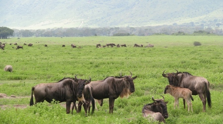 Ngorongoro - gnu – Tanzania