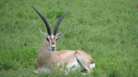 Ngorongoro – Tanzania