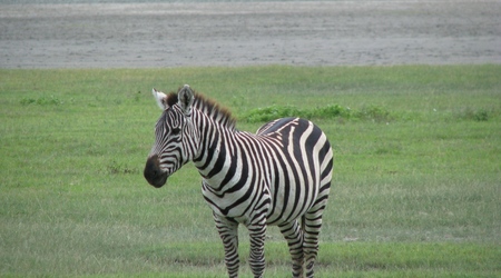 Ngorongoro - zebra – Tanzania