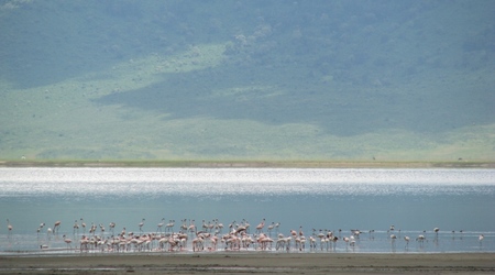Ngorongoro - flamingi – Tanzania