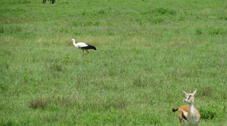 Ngorongoro - bocian, czyli nasi tu byli – Tanzania