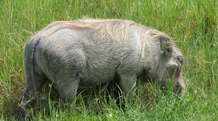 Ngorongoro – Tanzania