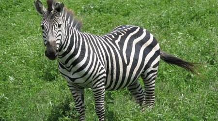 Ngorongoro - zebra – Tanzania