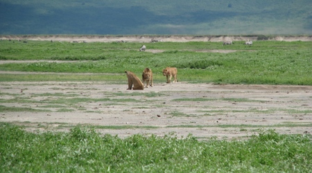 Ngorongoro - lwy – Tanzania