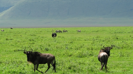Ngorongoro - gnu – Tanzania