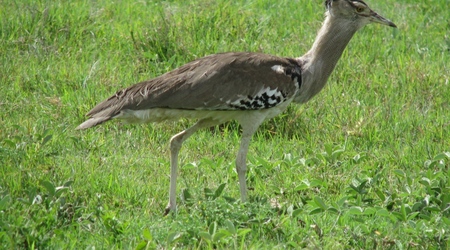 Ngorongoro – Tanzania