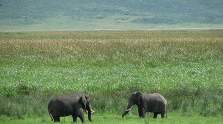 Ngorongoro - słonie – Tanzania
