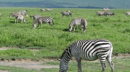 Ngorongoro – Tanzania