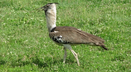 Ngorongoro – Tanzania