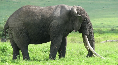 Ngorongoro – Tanzania