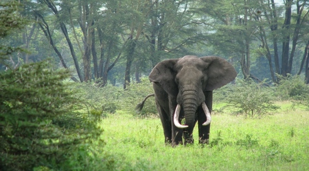 Ngorongoro – Tanzania