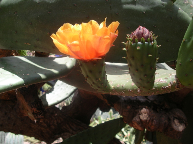 Ogrody Majorelle - kwiat opuncji