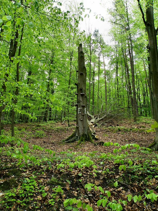 Soipot 2010-wiosna  w  rezerwacie "Łęg  nad  Swelinią"