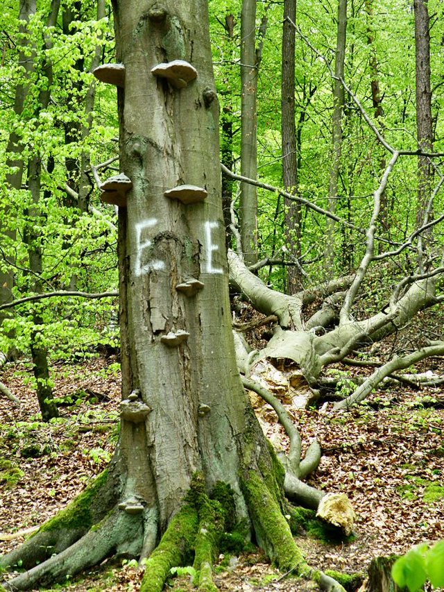 Soipot 2010-wiosna  w  rezerwacie "Łęg  nad  Swelinią"