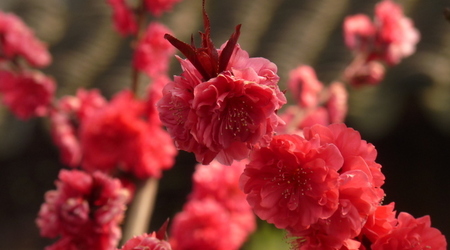 Suzhou Ogród Pokornego Zarządcy – Chiny