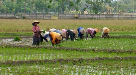 274908 - Indonezja Indonezyjczycy praca i po pracy