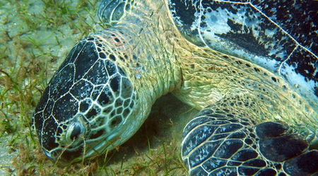 Zolw3 – Marsa Alam, Egipt