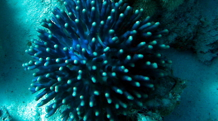Koral niebieski – Marsa Alam, Egipt