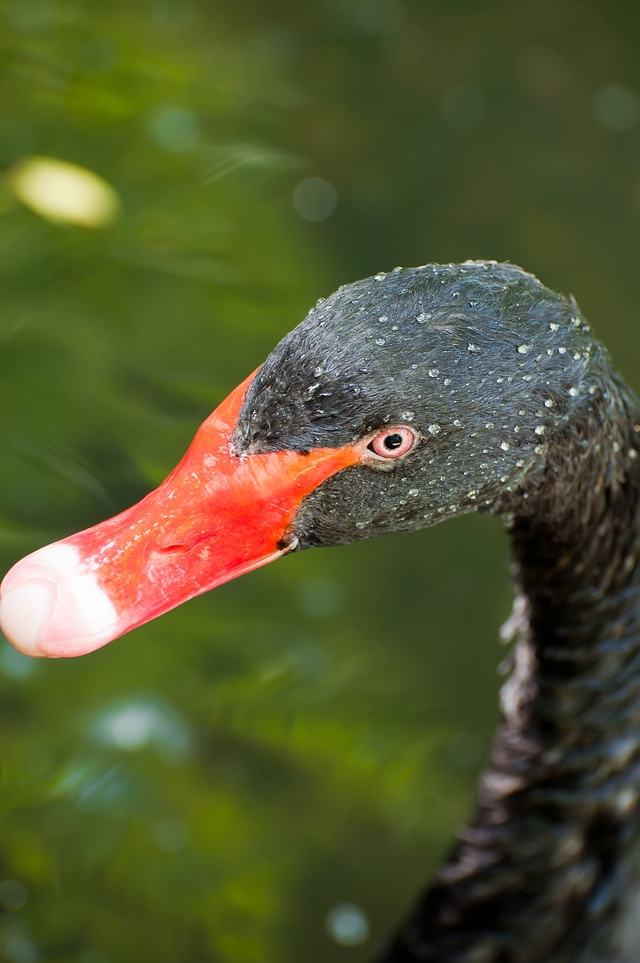 black swan