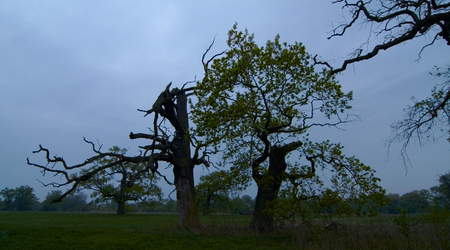 Rogalinek – Polska