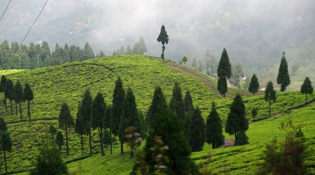 Pola herbaciane w Darjeeling – Indie