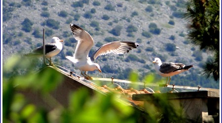 Mewy korczulańskie... – Korčula, Chorwacja